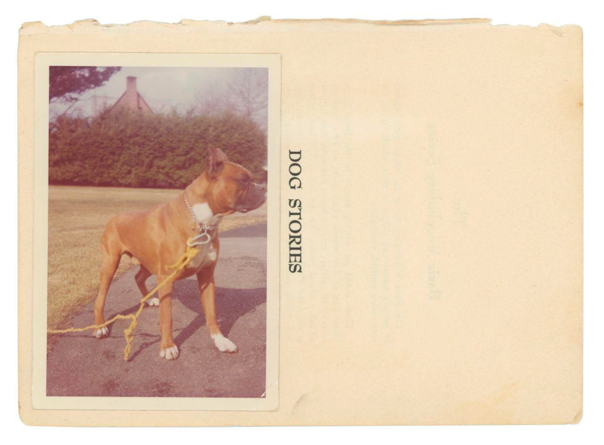 Dog Stories — Adam Brierley