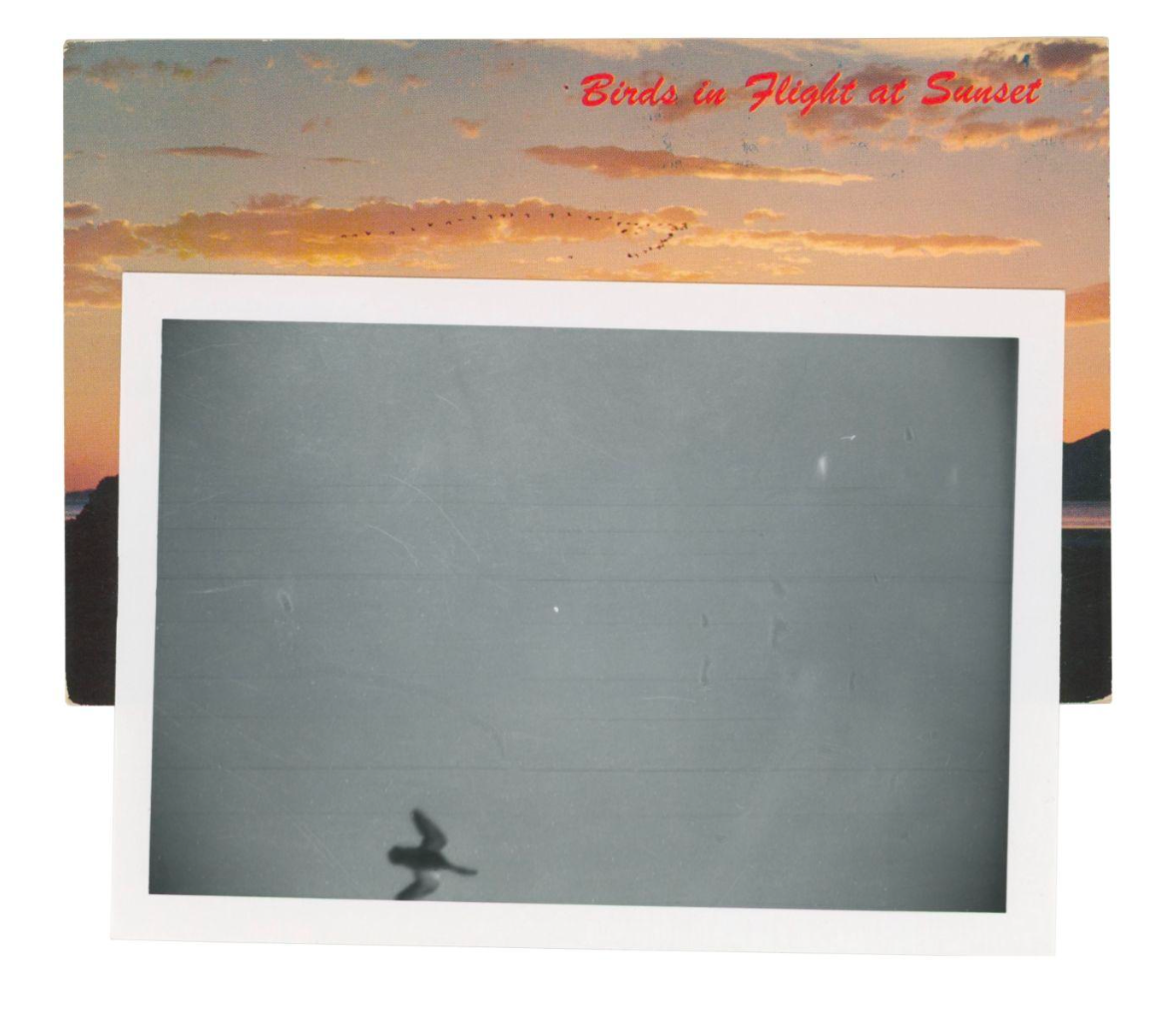Birds At Sunset — Adam Brierley